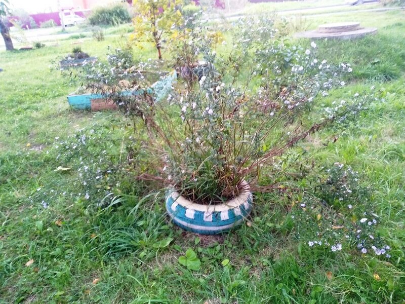 Шина с осенними цветами