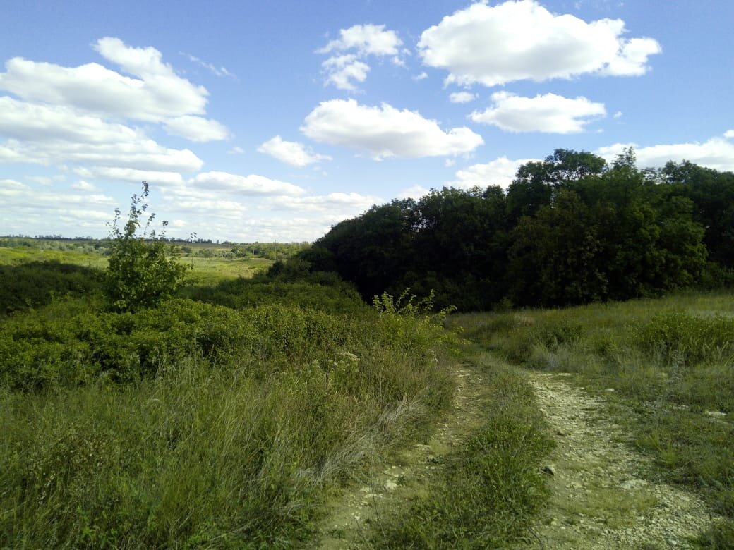   Дорога спускается вниз и  ведет в старый дубовый лес