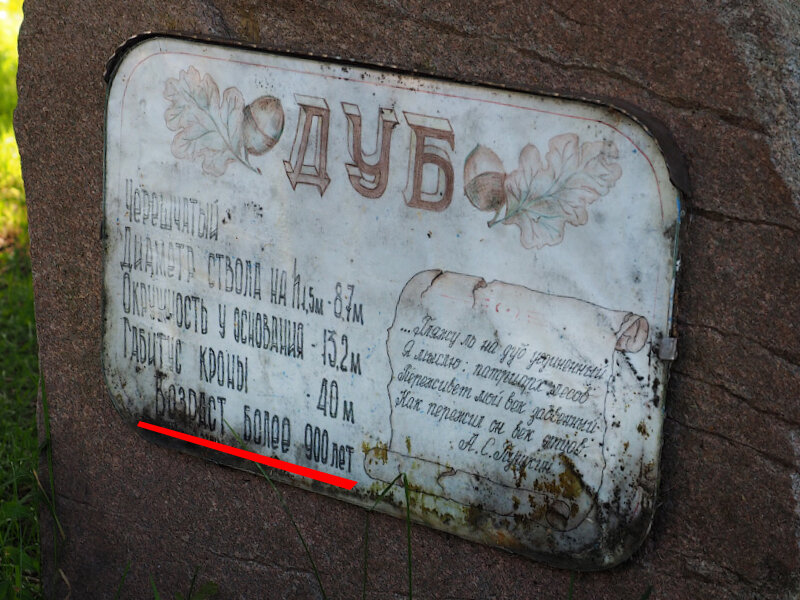 Грюнвальдский дуб (фото rumyantsevphoto.livejournal.com)