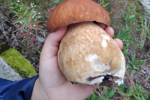 Этот гриб найден в 13 часов дня