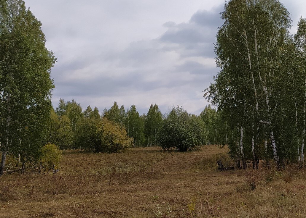 возле кустов стояла изба, но с обеих сторон были поля. Сейчас ни с одной стороны полей нет.