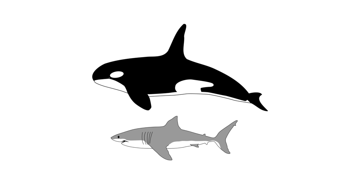 Визуальные размеры взрослых особей большой белой акулы и косатки. Источник: https://clck.ru/eiL5p