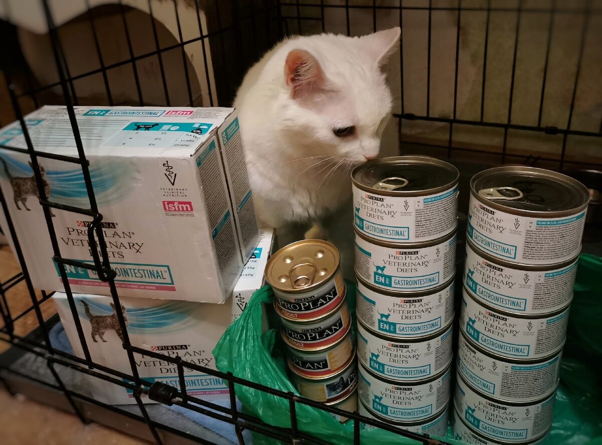 © ВСЕ ОТТЕНКИ КОШАЧЬЕГО. Банни не ожидала получить столько вкусняшек 😺