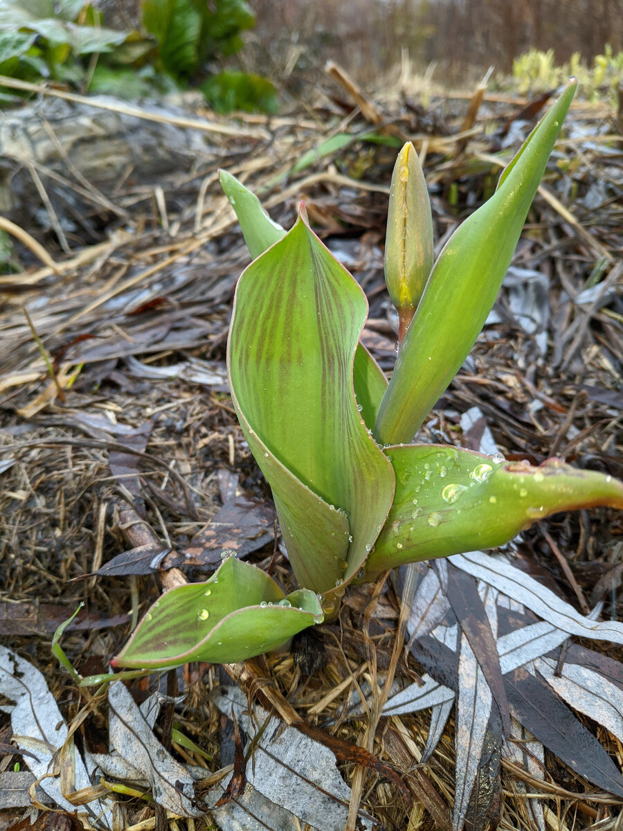У нас пока весна не спешит... Фото автора
