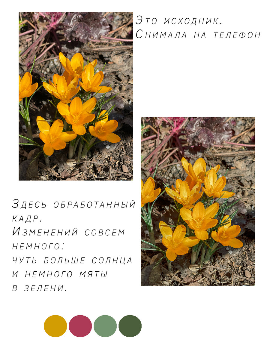 Первоцветы картинки с названиями