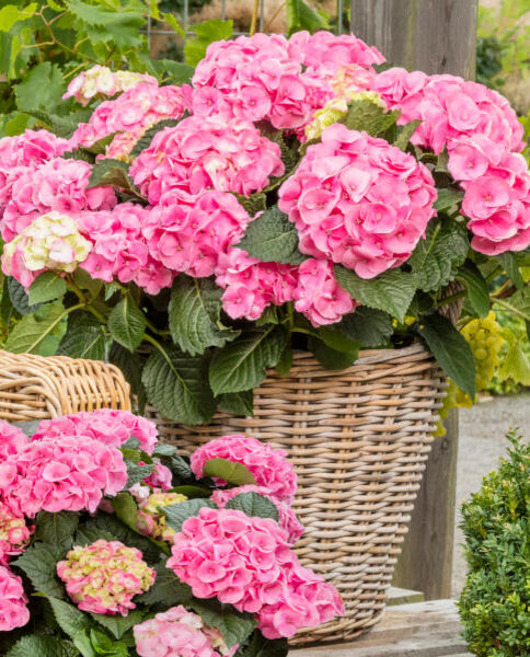 Гортензии серии Рембрандт (просматривайте галерею с помощью стрелок)