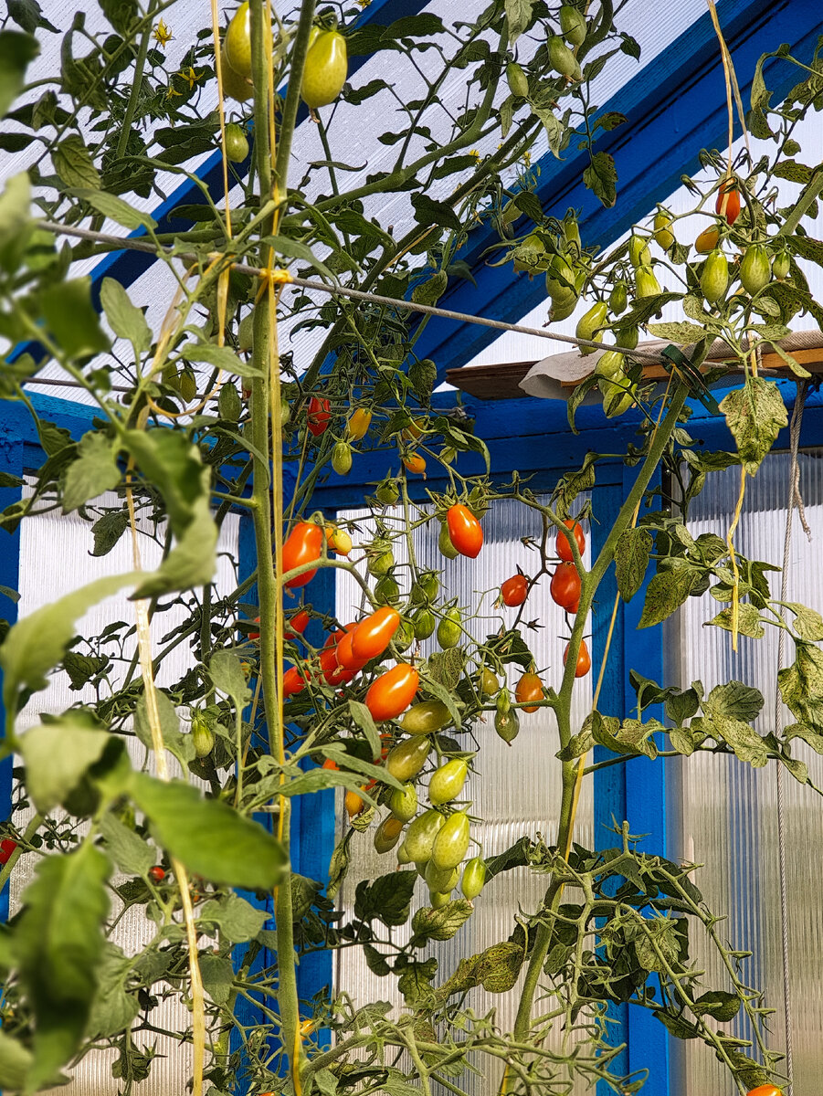 Черри Ваше благородие