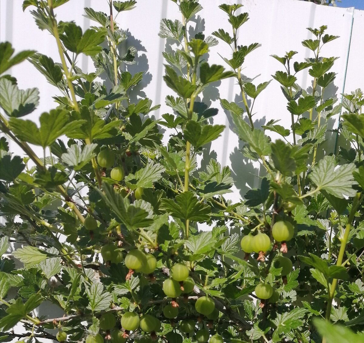 В первой половине июня на кустах крыжовника много плодов. 