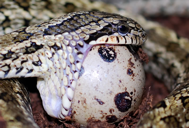 Сегодня в статье поговорим о такой немного необычной змее как Африканский яйцеед или Африканская яичная змея.  Латинское название Dasypeltis scabra.