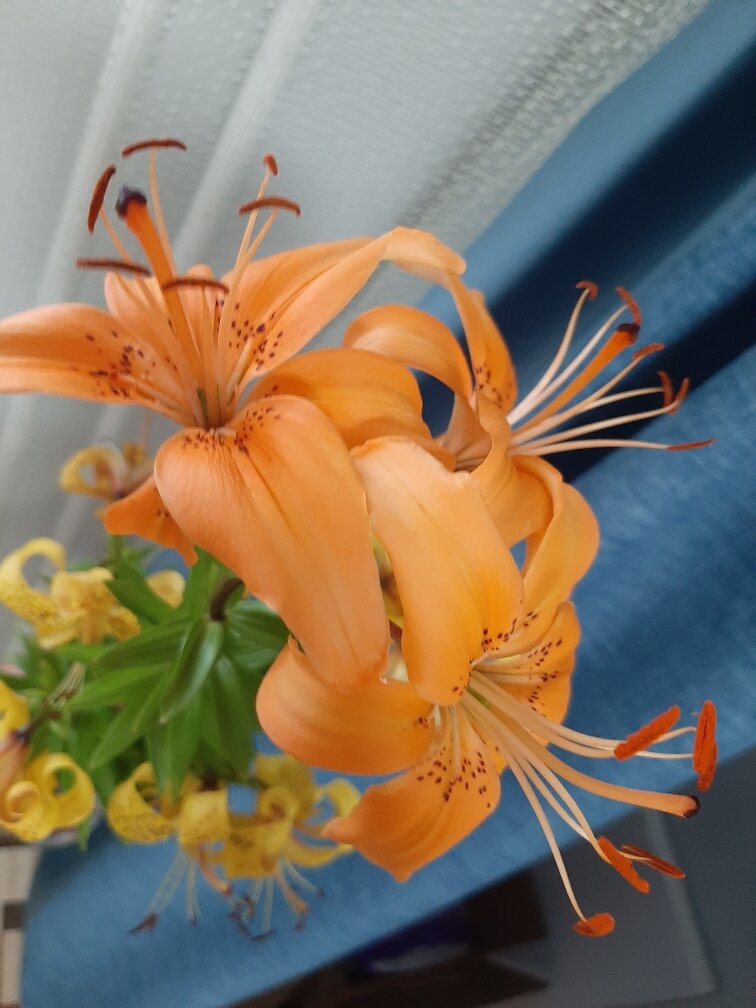 На одном из цветков еще осталась пыльца. На двух - угадайте, где она.