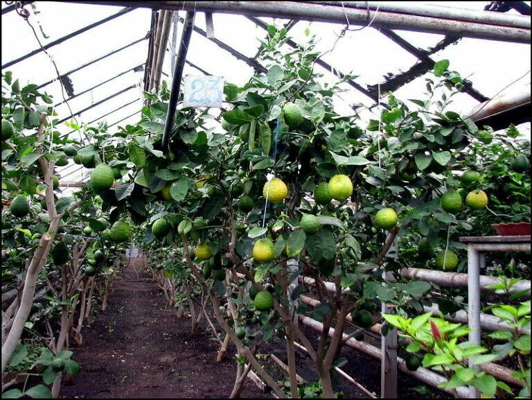 Фотография взята из источника gribyogorod.info