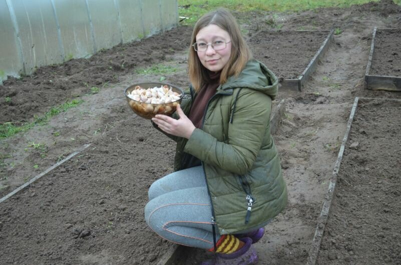 Подготовленный озимый чеснок для посадки под зиму.