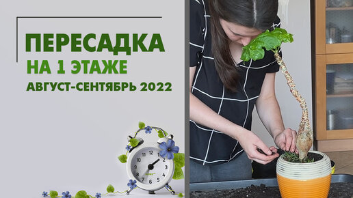 Пересадка на первом этаже. Август-сентябрь 2022