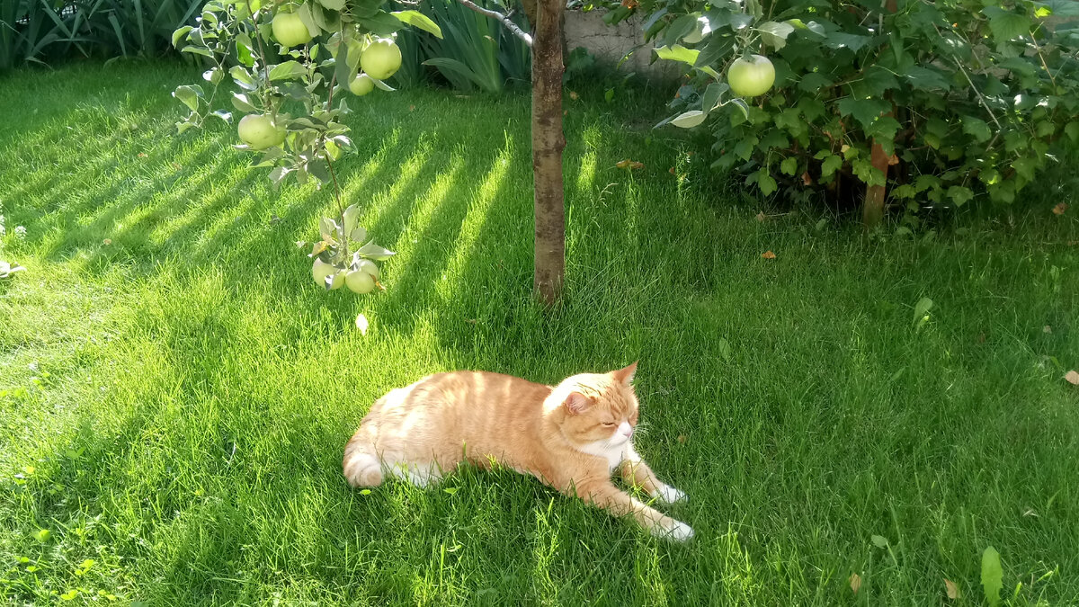 Фото автора. Наш Макс прижился у мамы, тем более что в частном доме ему конечно и лучше и вольготнее живется. Поэтому к нам переезжать не стал, еще и дорога дальняя и куча прививок для животных нужна, доя переезда на Кипр. Еще к тому же животных на Кипре по приезде держат в карантине какое то время. В общем, перевозить животных в другую страну головняк еще тот.