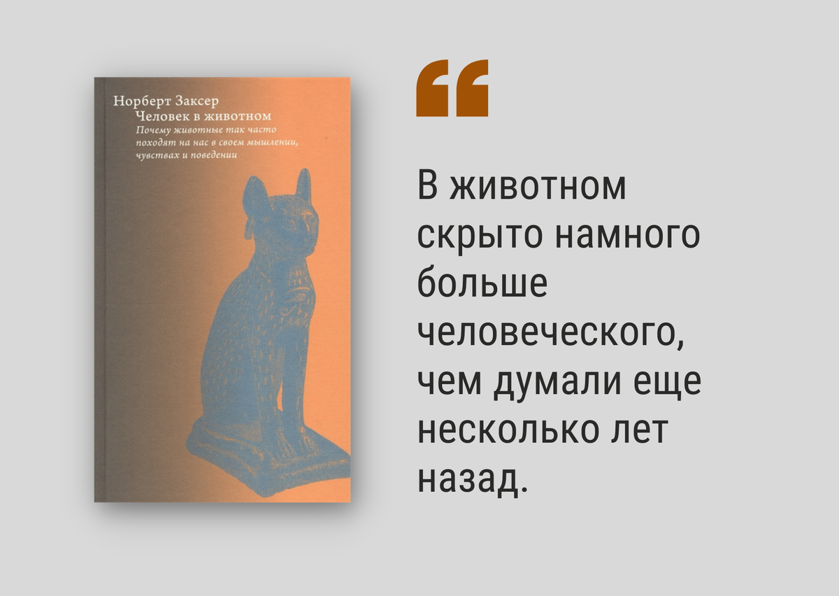 Как научиться понимать кошек, собак и других животных? Обзор 4-х книг |  Белинка. О книгах | Дзен