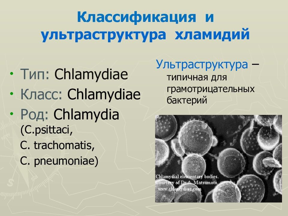 Chlamydia psittaci 