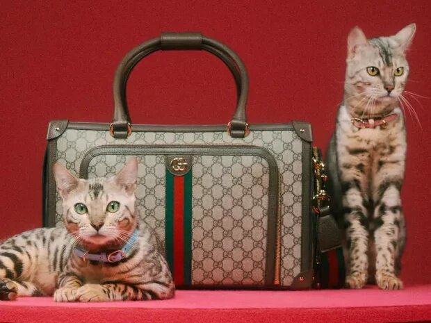 Коллекция Gucci для домашних животных.Источник фото: gucci.com.
