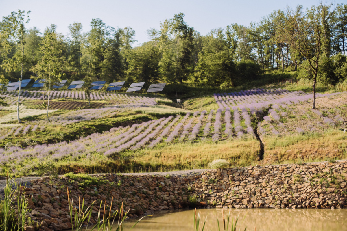Лавандовые поля "Краснополянской косметики"