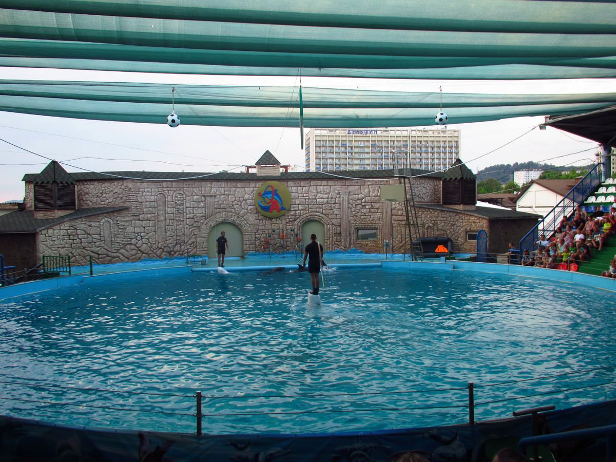 На представлении в Адлерском дельфинарии