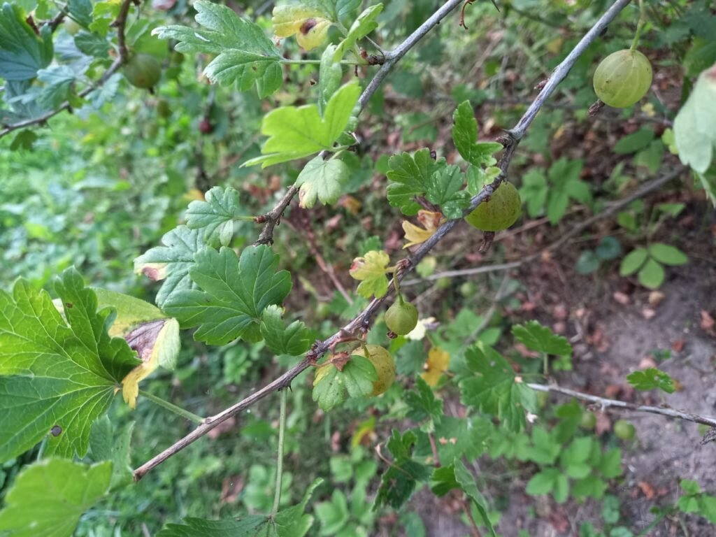 осенний куст крыжовника. дикий крыжовник.
