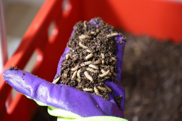 Муха Чёрная львинка. Фото © Тульская служба новостей