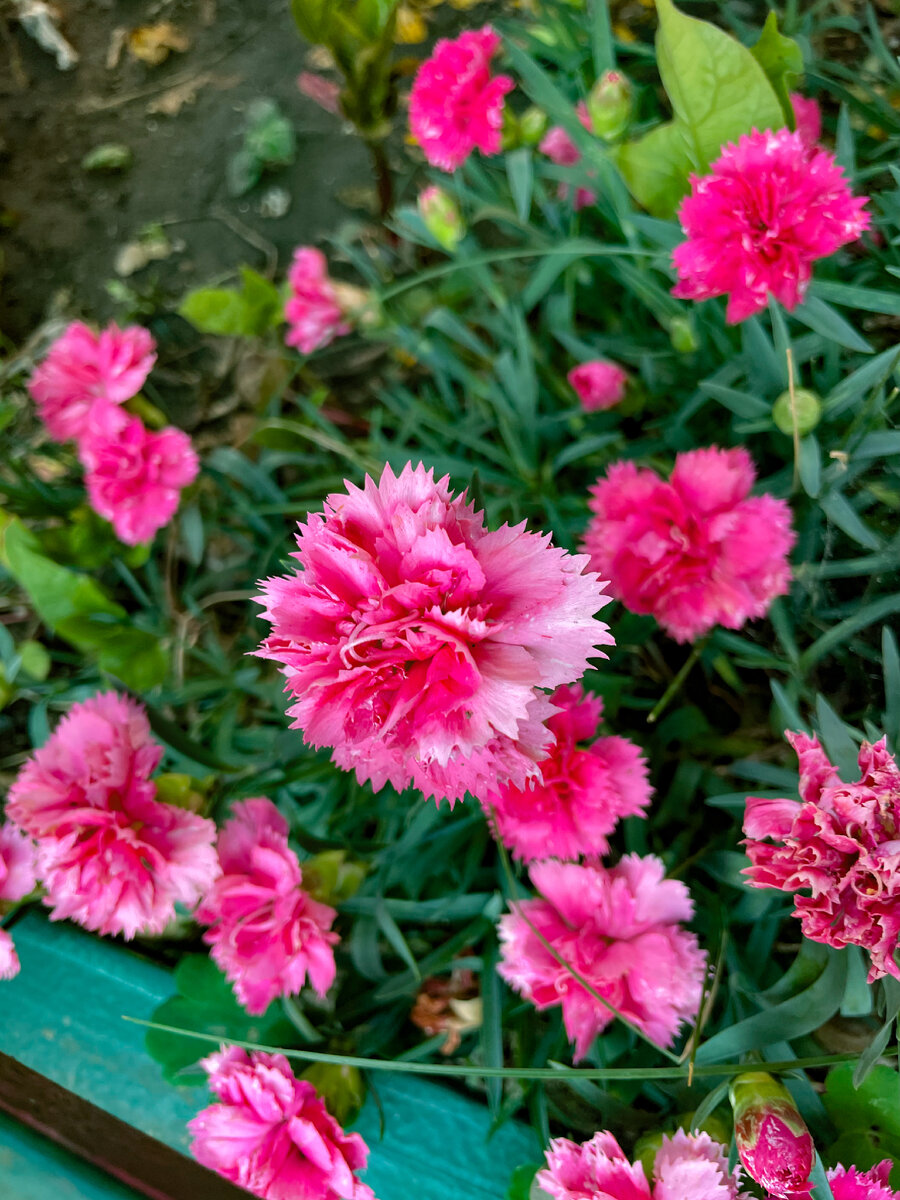 Гвоздика Dianthus