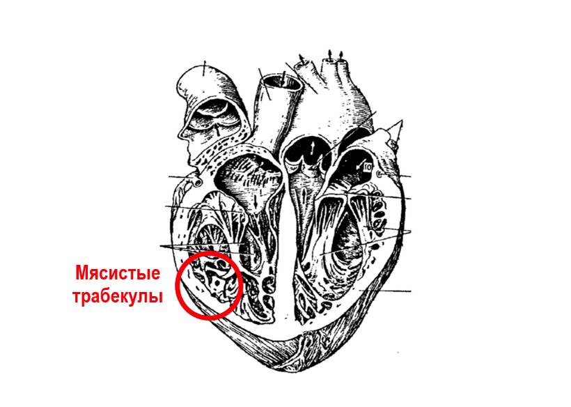    Мясистые трабекулы сердца расположены в желудочках сердца. Микорад желудочков образует сеть, которая называется мясистыми трабекулами. Из них вырастают сосочковые мышцы, к верхушкам которых прикрепляются сухожильные нити. В левом желудочке мясистые трабекулы более тонкие, чем в правом.