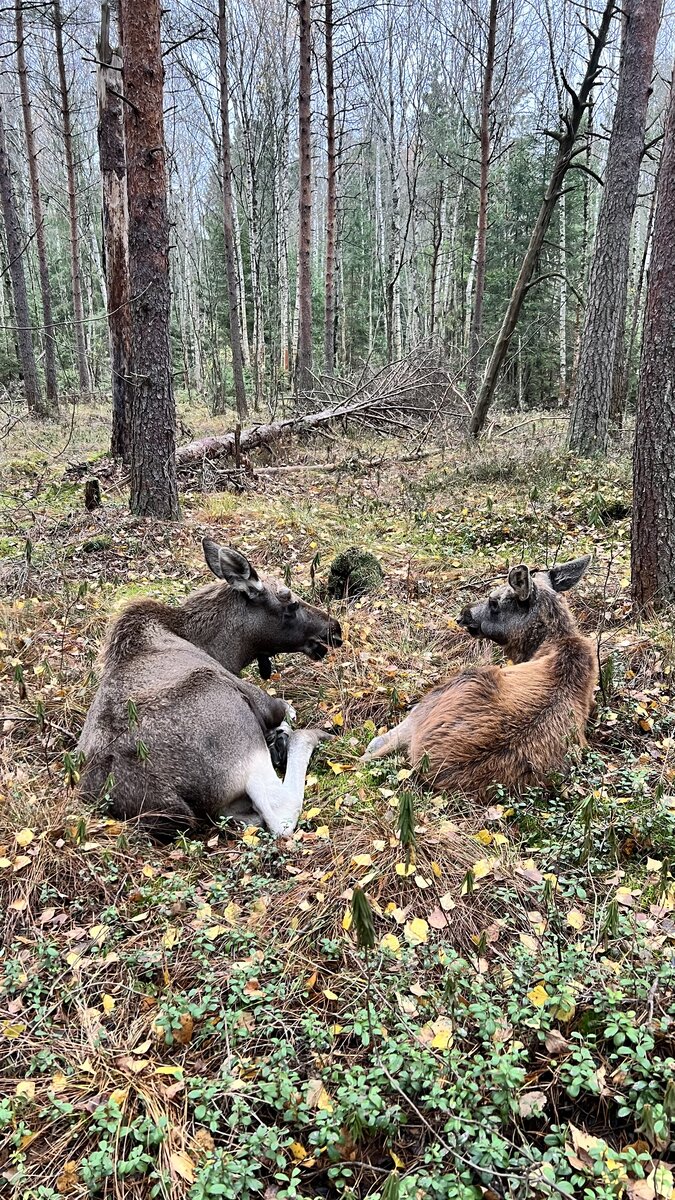 Фото с прогулки с лосятами