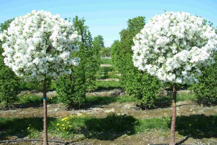 Сорта штамбовых яблонь. Фото используется с сайта pibig.info