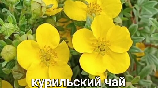 УЧЕНЫЙ АГРОНОМ | Курильский чай, декоративный кустарник | Дзен
