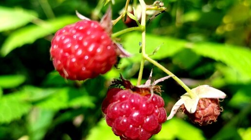 Малина на белом фоне. Малина картинка на прозрачном фоне. Дзен малина. Земляничная малина. Кусты малины и земляники.