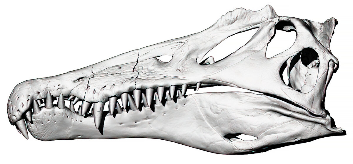 Спинозавр. Крупнейший загадочный хищный динозавр. Интересные факты про динозавра