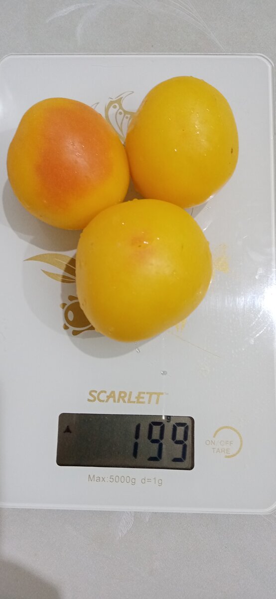 Томат Сибирский абрикос, красивый и вкусный