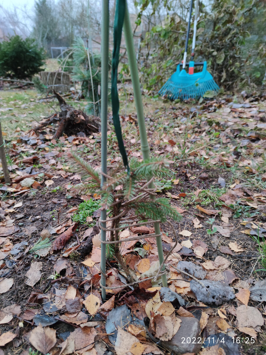 Ель Инверса