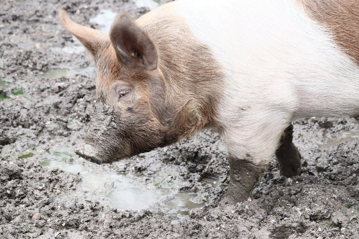 <a href="https://ru.freepik.com/free-photo/closeup-shot-of-a-pig-walking-in-the-mud_10759414.htm#query=%D0%A1%D0%B2%D0%B8%D0%BD%D1%8C%D1%8F&position=15&from_view=search&track=sph">Изображение от wirestock</a> на Freepik