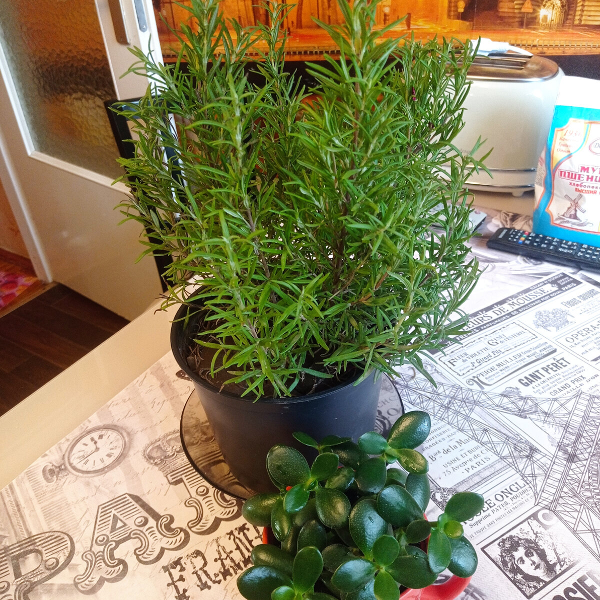 Ароматный красавчик мой