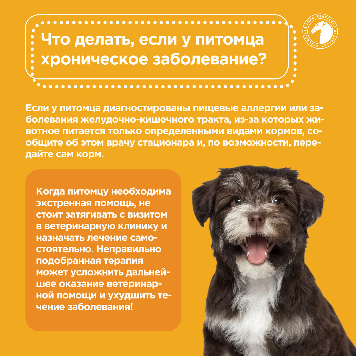 Ветеринар-онколог: когда и почему нужна его помощь