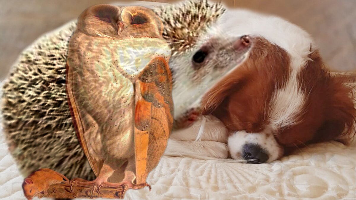 Тест по картинке