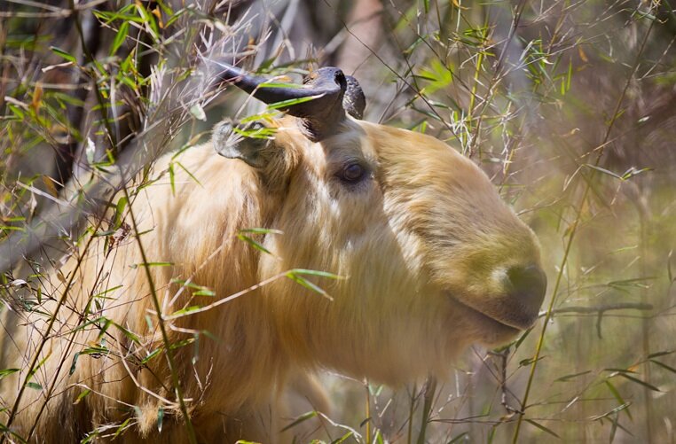 Спрятался))