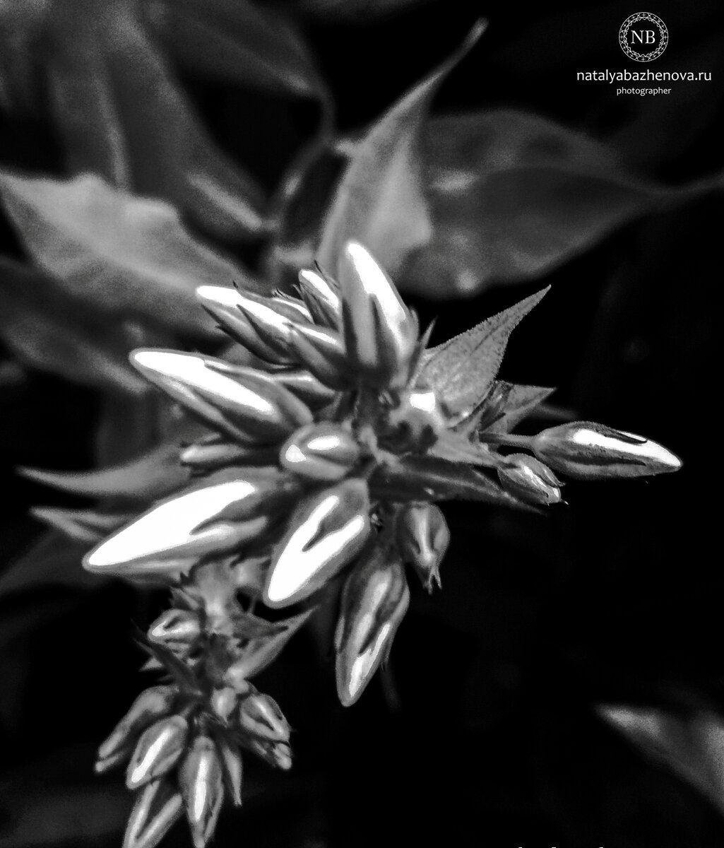 Авторская арт-фотосерия "Flowers: black & white". Фото автора.