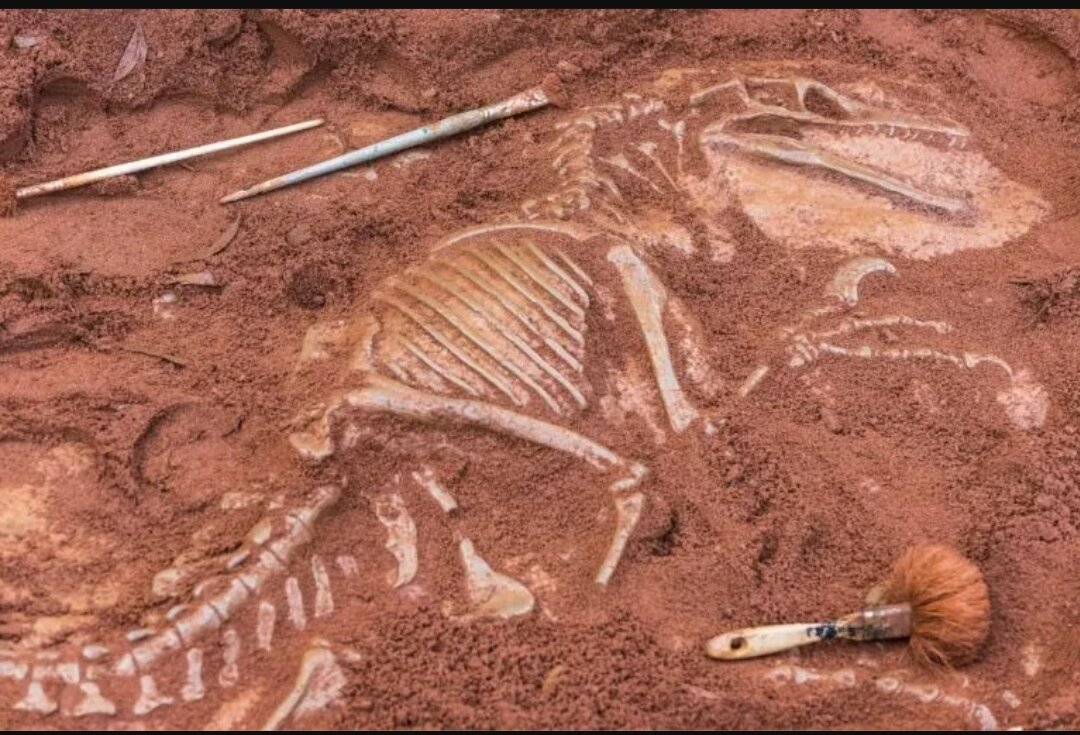 Transylvanosaurus platycephalus