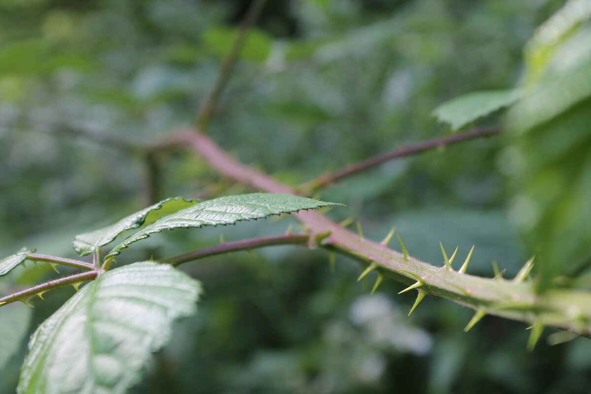 https://get.pxhere.com/photo/tree-nature-forest-grass-branch-plant-sunlight-leaf-flower-scrub-bush-green-produce-botany-flora-close-up-shrub-shrubs-thorns-deciduous-macro-photography-flowering-plant-plant-stem-woody-plant-land-plant-thorns-spines-and-prickles-1333524.jpg