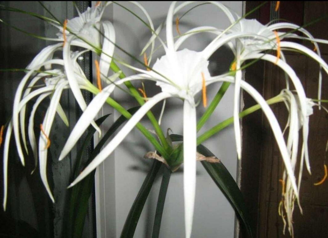 Детки вот такой лилии уехали к новым хозяевам