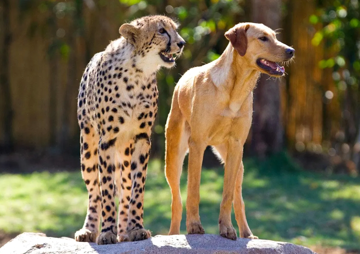 Дикие домашние животные видео. Гепард и собака. Домашние гепарды. Дружба гепарда и собаки. Прирученный гепард.