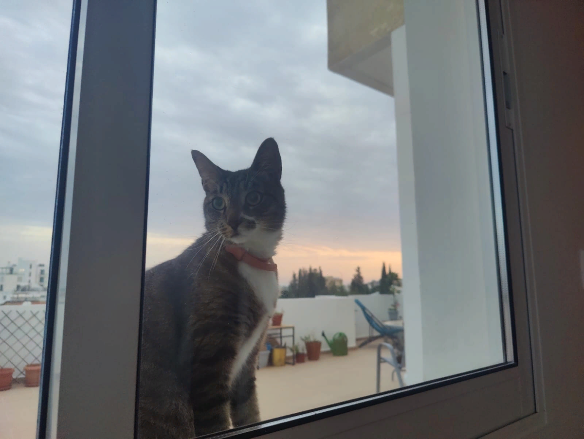 Котик любил заглядывать в окна, особенно в чужие