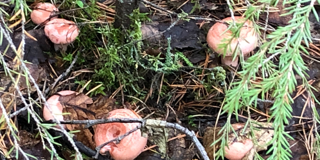 Соление грибов