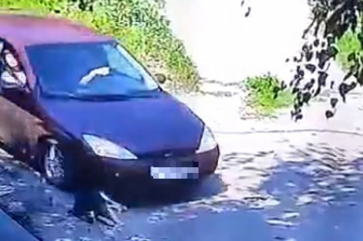    Водитель Ford Focus переехал собаку и скрылся в Саратове