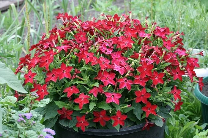 Фото куста табака Саратога с сайта НК "Русский огород"