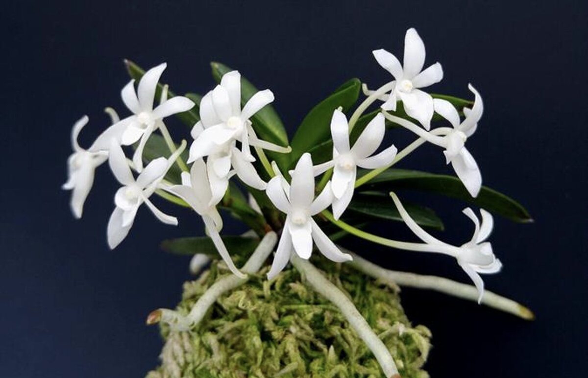 Неофинетия на кочке, фото из интернета