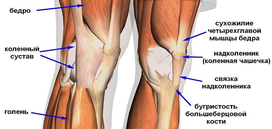 Связки колена